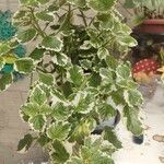 Plectranthus madagascariensis Folha