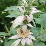 Monarda punctata Blomst