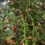 Chamaecyparis thyoides Fruit