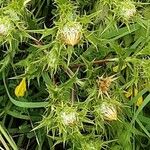 Carlina vulgaris Flower