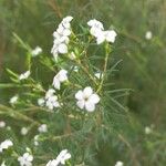 Coleonema album Flor