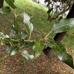 Quercus ilex List