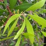 Persoonia levis