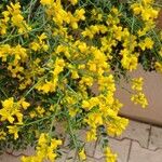 Genista lydia Habitatea