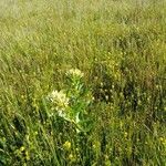 Asclepias viridis Buveinė