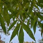 Fraxinus angustifolia برگ