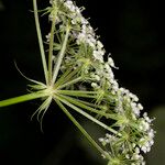 Peucedanum palustre Flower