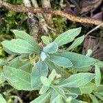 Aurinia saxatilis Leaf