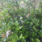 Carissa spinarum Habit