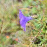 Cyananthus lobatus Habitus