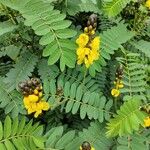 Senna didymobotrya List