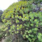 Euphorbia dendroides Habit