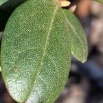 Rhododendron minus Hoja