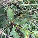 Verbascum virgatum Leaf