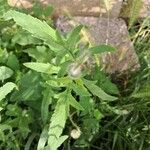 Papaver rhoeas Leaf