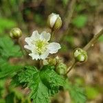 Rubus caesiusBlüte