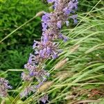 Nepeta grandiflora Hábito