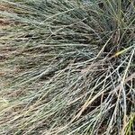 Festuca glauca Feuille