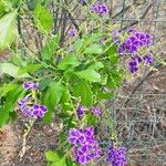 Duranta erectaBlatt