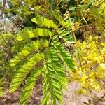 Peltophorum pterocarpum Leaf