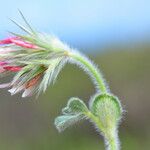 Trifolium stellatum Flower