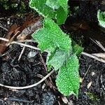 Salvia glutinosa Blatt