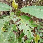 Mitragyna stipulosa Blatt