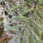 Picea mariana Blatt