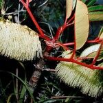 Cunonia macrophylla Λουλούδι