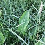 Rumex acetosa Leaf