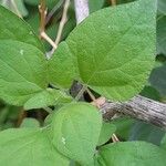 Parietaria debilis Yaprak