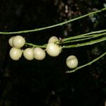 Forchhammeria trifoliata