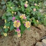 Lantana aculeata Flors