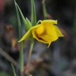 Calochortus amabilis 花