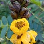 Senna didymobotrya Blüte