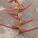Heliconia latispatha Flor