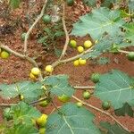 Solanum viarum पत्ता