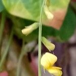 Rhynchosia minima 花