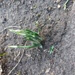 Galanthus nivalisBloem