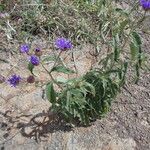 Gutenbergia cordifolia Vivejo