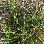 Carex sagei Leaf