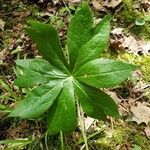 Podophyllum peltatum Fulla