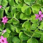 Oxalis articulata Fulla