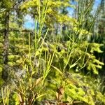 Epilobium hornemannii Lapas