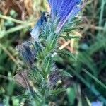 Echium sabulicola Flor