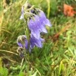 Campanula barbata花