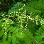 Sorbaria kirilowii অন্যান্য