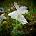 Salvia viridis Altro