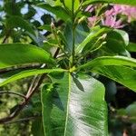 Calodendrum capense Leaf