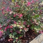 Loropetalum chinenseКветка